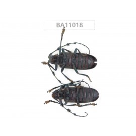 Cerambycidae sp. China, Yunnan, Yuxi, Xinping county. 2Pcs. BA11018.
