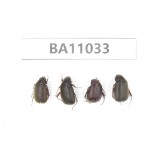 Melolonthidae sp. China, Yunnan, Zhaotong, Yiliang county. 4Pcs. BA11033.