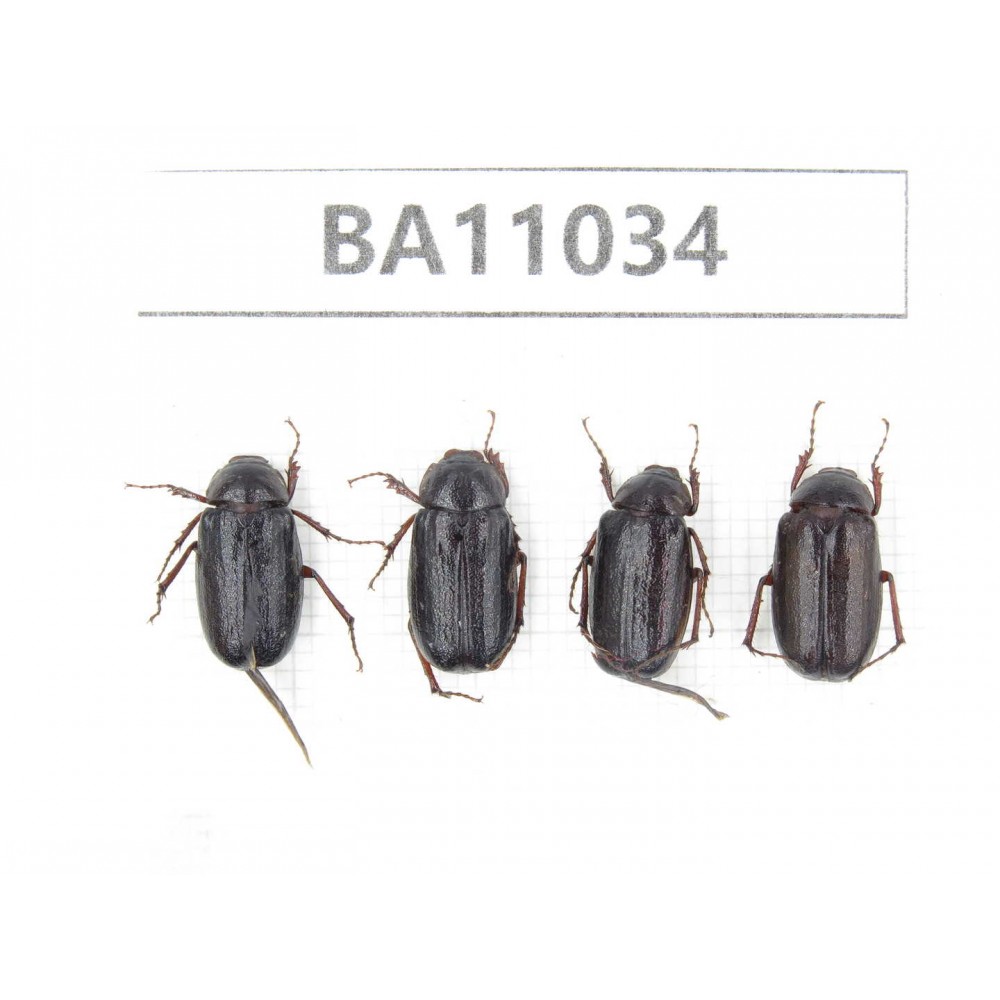 Melolonthidae sp. China, Yunnan, Zhaotong, Yiliang county. 4Pcs. BA11034.