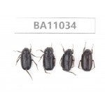 Melolonthidae sp. China, Yunnan, Zhaotong, Yiliang county. 4Pcs. BA11034.