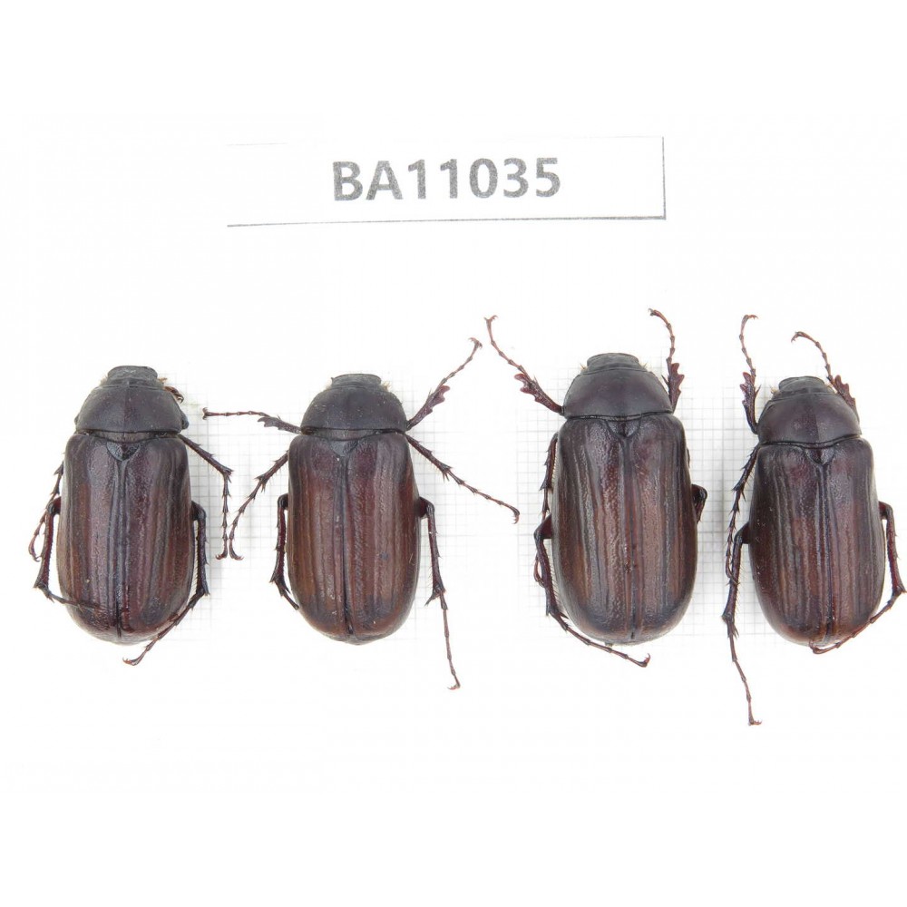 Melolonthidae sp. China, Yunnan, Zhaotong, Yiliang county. 4Pcs. BA11035.