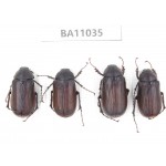 Melolonthidae sp. China, Yunnan, Zhaotong, Yiliang county. 4Pcs. BA11035.