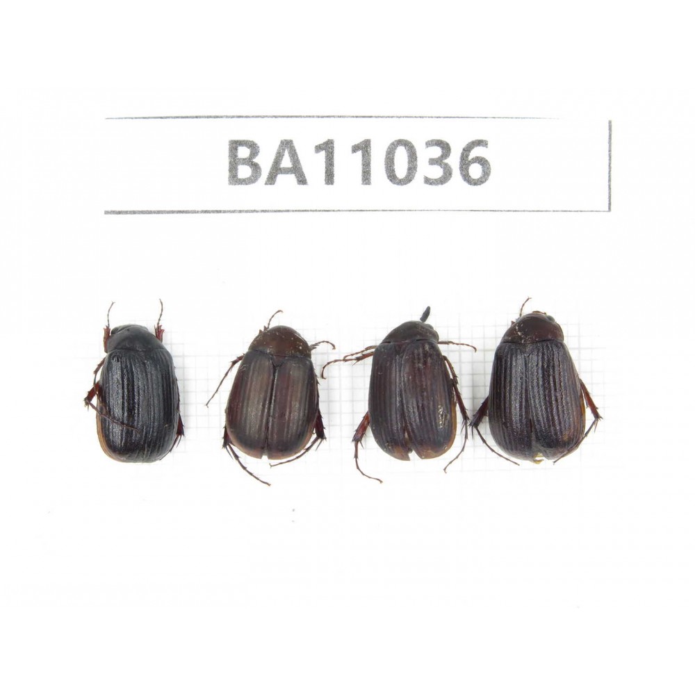 Melolonthidae sp. China, Yunnan, Zhaotong, Yiliang county. 4Pcs. BA11036.