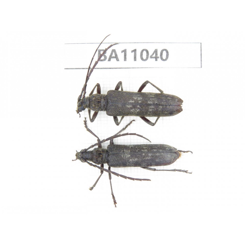 Cerambycidae sp. China, Yunnan, Zhaotong, Yiliang county. 2Pcs. BA11040.