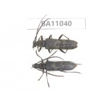 Cerambycidae sp. China, Yunnan, Zhaotong, Yiliang county. 2Pcs. BA11040.