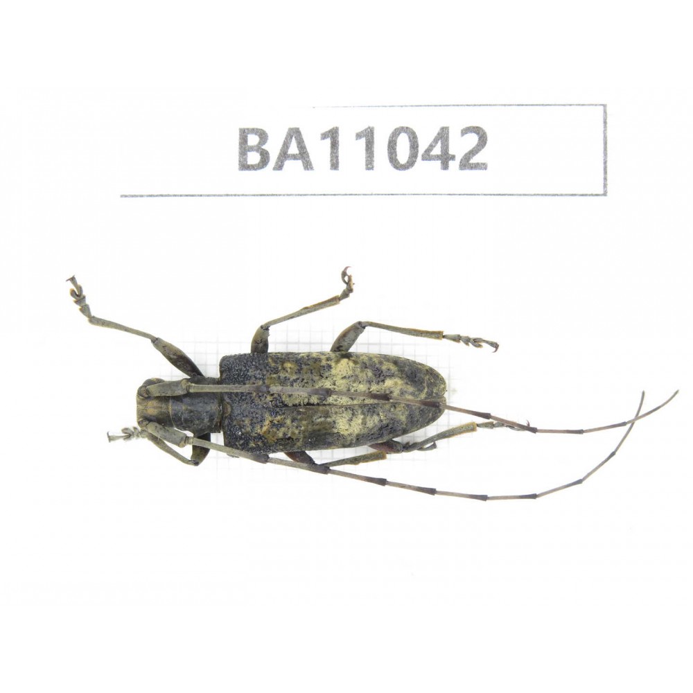 Cerambycidae sp. China, Yunnan, Zhaotong, Yiliang county. 1Pcs. BA11042.