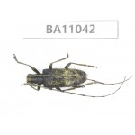 Cerambycidae sp. China, Yunnan, Zhaotong, Yiliang county. 1Pcs. BA11042.