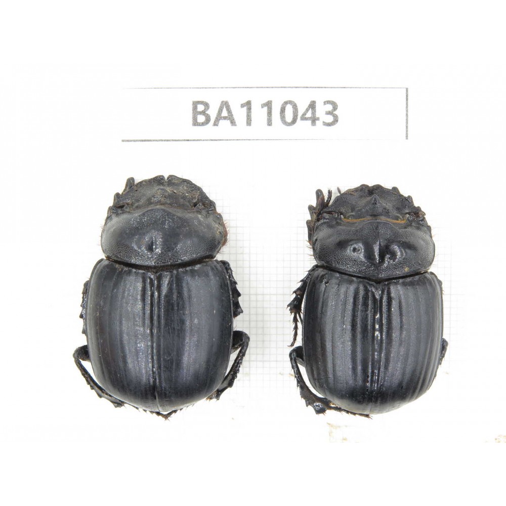 Geotrupidae sp. China,  Yunnan, Zhaotong, Yiliang county. 2Pcs. BA11043.