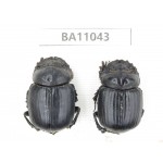 Geotrupidae sp. China,  Yunnan, Zhaotong, Yiliang county. 2Pcs. BA11043.