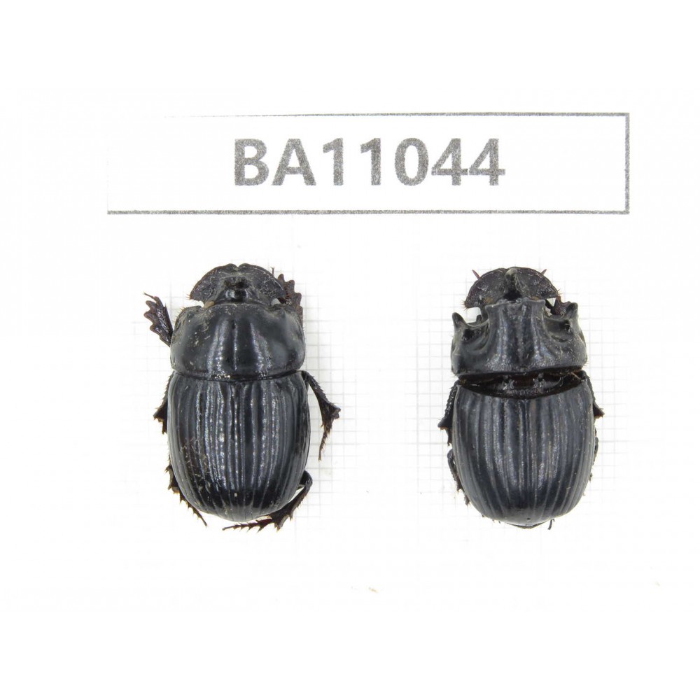 Geotrupidae sp. China,  Yunnan, Zhaotong, Yiliang county. 1P. BA11044.