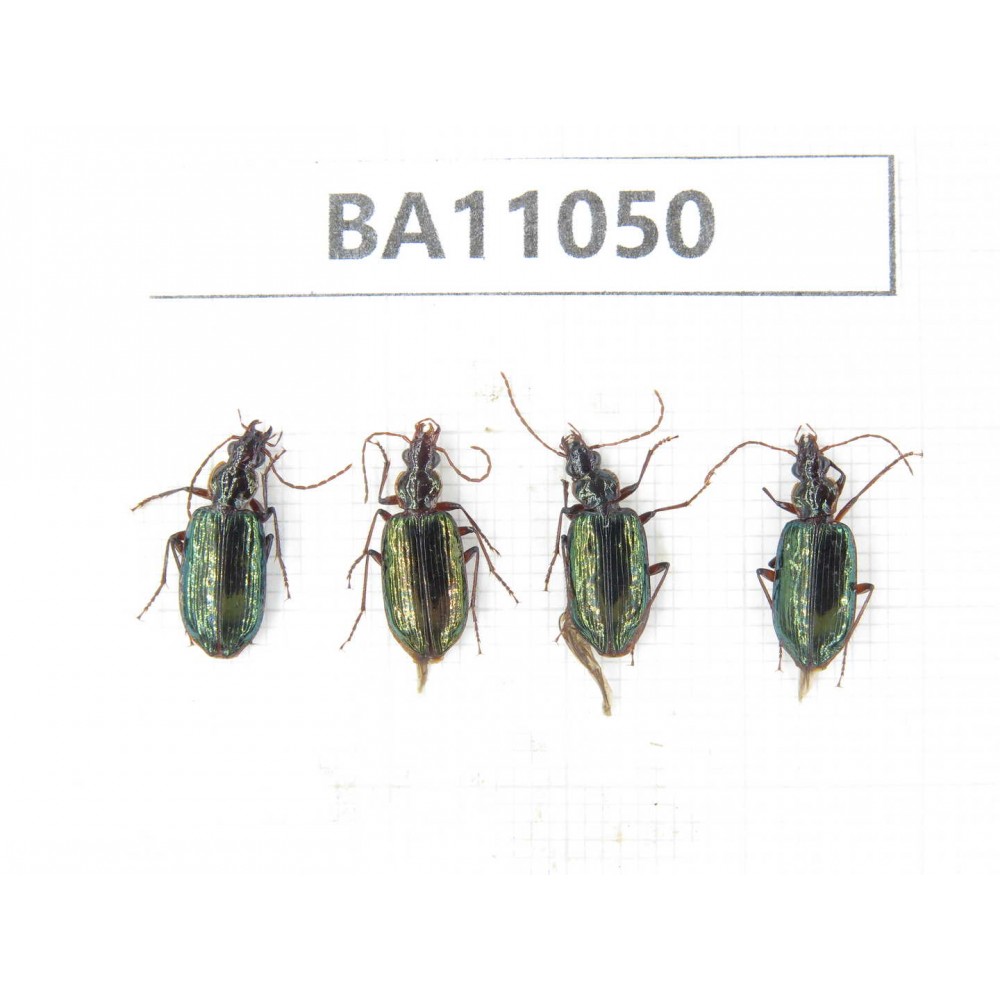 Carabidae sp. China,  Yunnan, Zhaotong, Yiliang county. 4Pcs. BA11050.