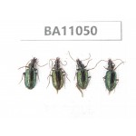 Carabidae sp. China,  Yunnan, Zhaotong, Yiliang county. 4Pcs. BA11050.