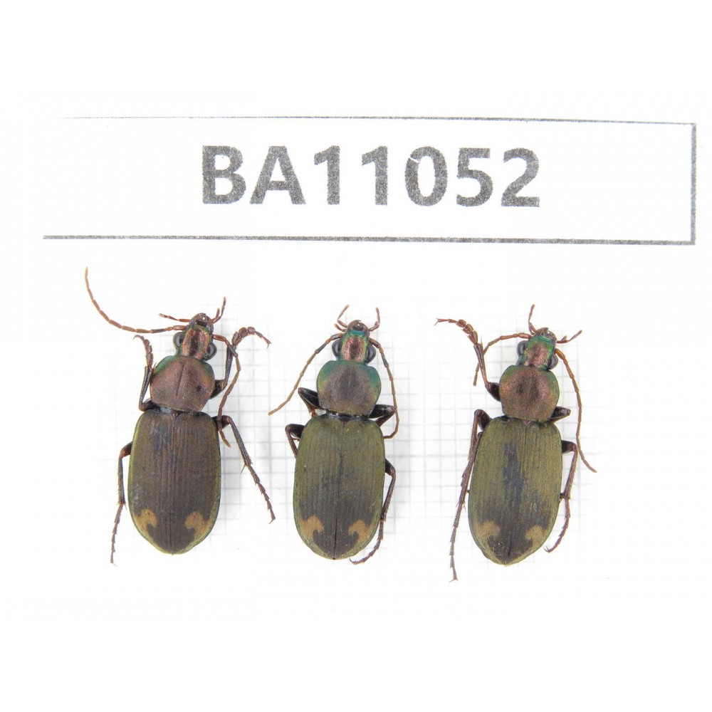 Carabidae sp. China,  Yunnan, Zhaotong, Yiliang county. 3Pcs. BA11052.