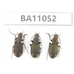 Carabidae sp. China,  Yunnan, Zhaotong, Yiliang county. 3Pcs. BA11052.