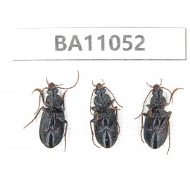 Carabidae sp. China,  Yunnan, Zhaotong, Yiliang county. 3Pcs. BA11052.