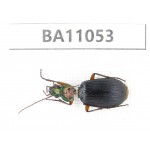 Carabidae sp. China,  Yunnan, Zhaotong, Yiliang county. 1Pcs. BA11053.