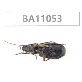 Carabidae sp. China,  Yunnan, Zhaotong, Yiliang county. 1Pcs. BA11053.
