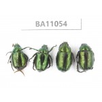 Rutelidae sp. China, Gansu, Longchuan, Wenxian county. 4Pcs. BA11054.