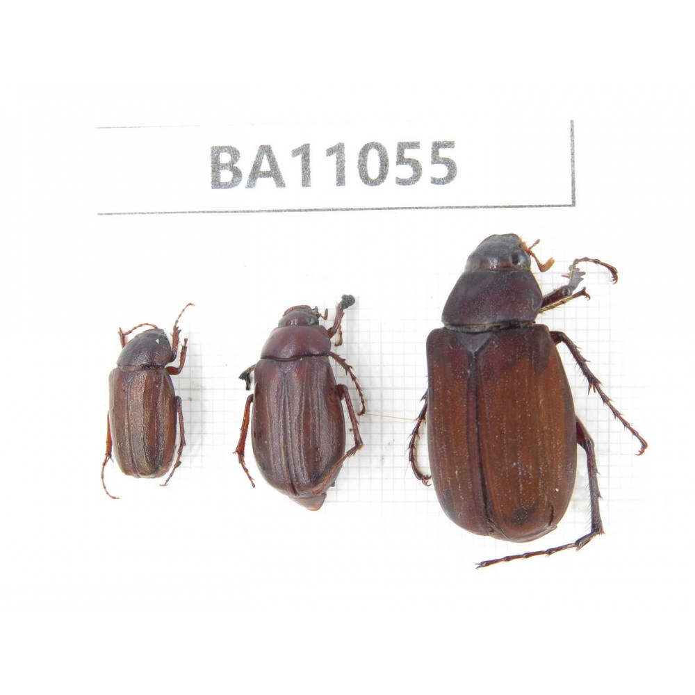Melolonthidae sp. China, Gansu, Longchuan, Wenxian county. 3Pcs. BA11055.