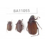 Melolonthidae sp. China, Gansu, Longchuan, Wenxian county. 3Pcs. BA11055.