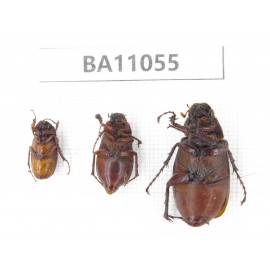 Melolonthidae sp. China, Gansu, Longchuan, Wenxian county. 3Pcs. BA11055.