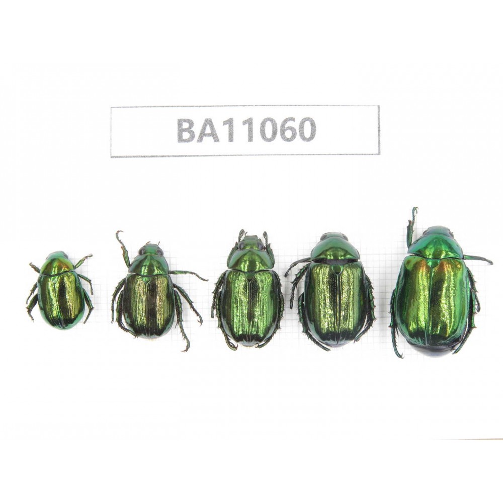 Rutelidae sp. China, Guangxi, Guilin, Longsheng county. 5Pcs. BA11060.