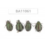 Rutelidae sp. China, Guangxi, Guilin, Longsheng county. 4Pcs. BA11061.