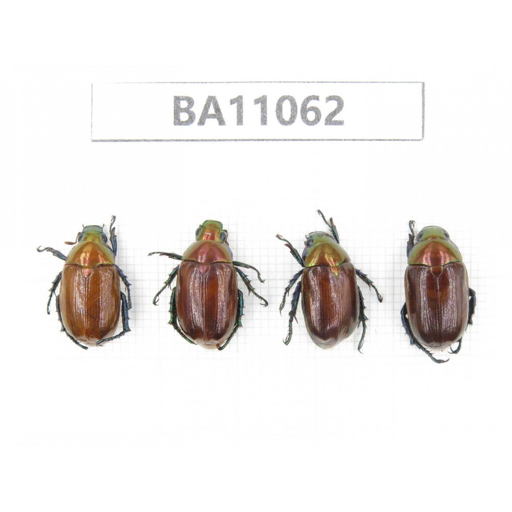 Rutelidae sp. China, Guangxi, Guilin, Longsheng county. 4Pcs. BA11062.