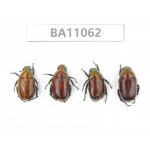 Rutelidae sp. China, Guangxi, Guilin, Longsheng county. 4Pcs. BA11062.
