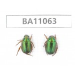 Rutelidae sp. China, Guangxi, Guilin, Longsheng county. 2Pcs. BA11063.
