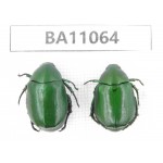 Rutelidae sp. China, Guangxi, Guilin, Longsheng county. 2Pcs. BA11064.