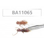 Cerambycidae sp. China, Guangxi, Guilin, Longsheng county. 2Pcs. BA11065.