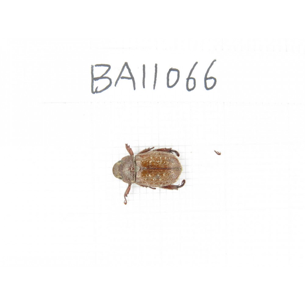 Melolonthidae sp. China, Guangxi, Guilin, Longsheng county. 1Pcs. BA11066.