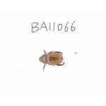 Melolonthidae sp. China, Guangxi, Guilin, Longsheng county. 1Pcs. BA11066.