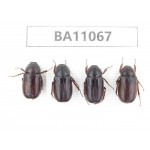 Melolonthidae sp. China, Guangxi, Guilin, Longsheng county. 4Pcs. BA11067.