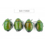 Rutelidae sp. China, Guangxi, Guilin, Longsheng county. 4Pcs. BA11068.