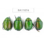 Rutelidae sp. China, Guizhou, Qiandongnan, Rongjiang county. 4Pcs. BA11074.