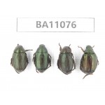 Rutelidae sp. China, Guizhou, Qiandongnan, Rongjiang county. 4Pcs. BA11076.