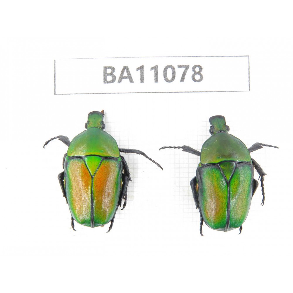 Cetoniidae sp. China, Guizhou, Qiandongnan, Rongjiang county. 2Pcs. BA11078.