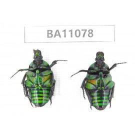 Cetoniidae sp. China, Guizhou, Qiandongnan, Rongjiang county. 2Pcs. BA11078.