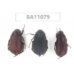 Melolonthidae sp. China, Guizhou, Qiandongnan, Rongjiang county. 3Pcs. BA11079.