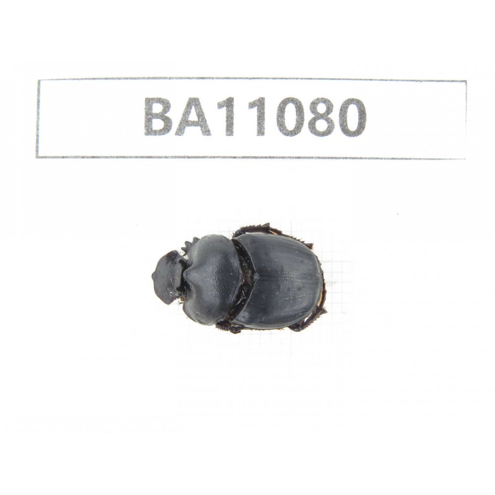 Geotrupidae sp. China, Guizhou, Qiandongnan, Rongjiang county.1Pcs. BA11080.