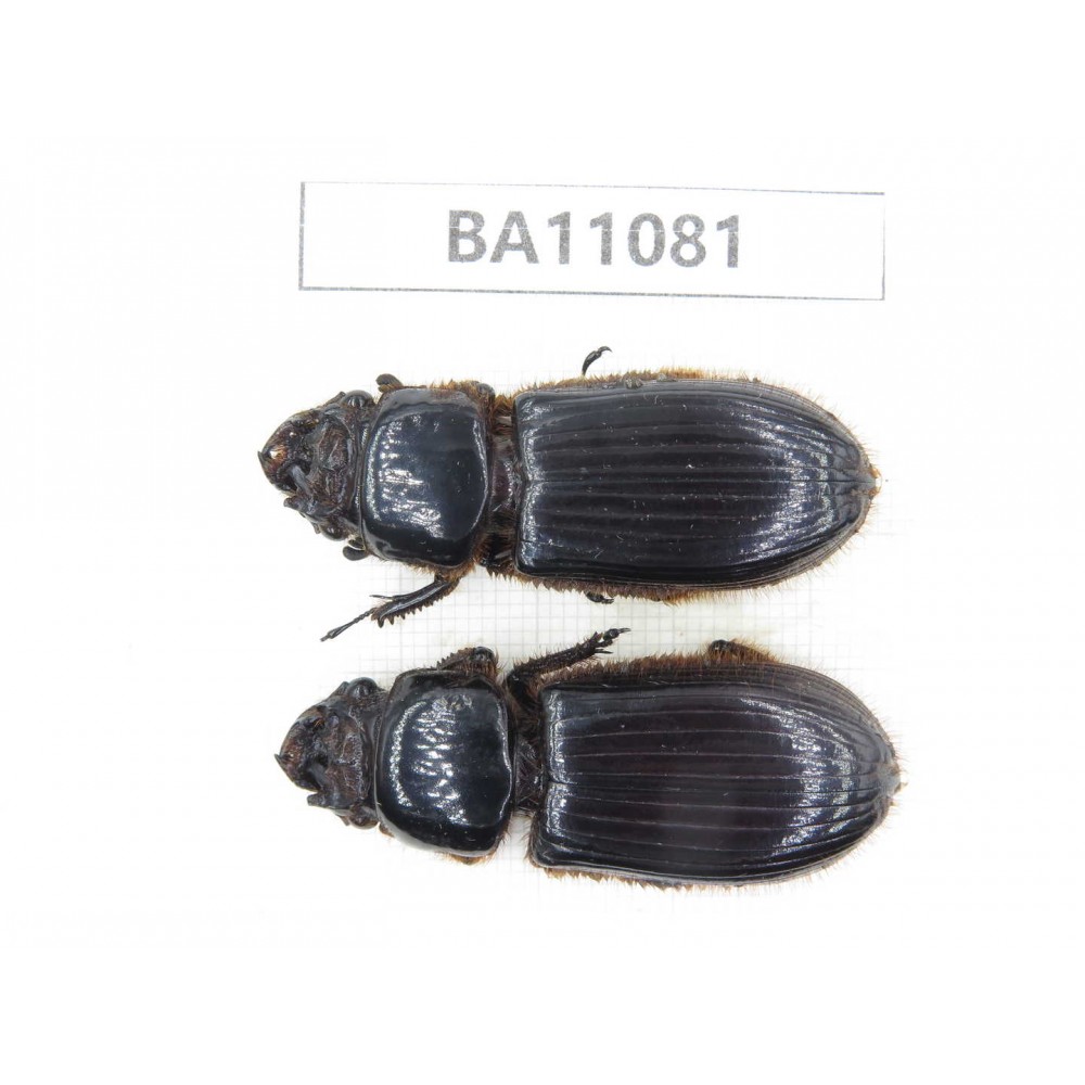 Passalidae sp. China, Guizhou, Qiandongnan, Rongjiang county. 2Pcs. BA11081.