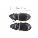 Passalidae sp. China, Guizhou, Qiandongnan, Rongjiang county. 2Pcs. BA11081.