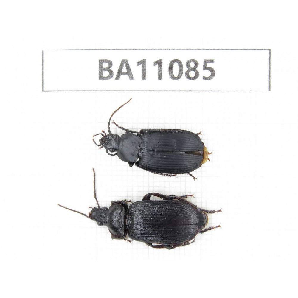 Carabidae sp. China,  Guizhou, Qiandongnan, Rongjiang county. 2Pcs. BA11085.
