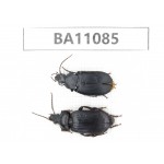 Carabidae sp. China,  Guizhou, Qiandongnan, Rongjiang county. 2Pcs. BA11085.
