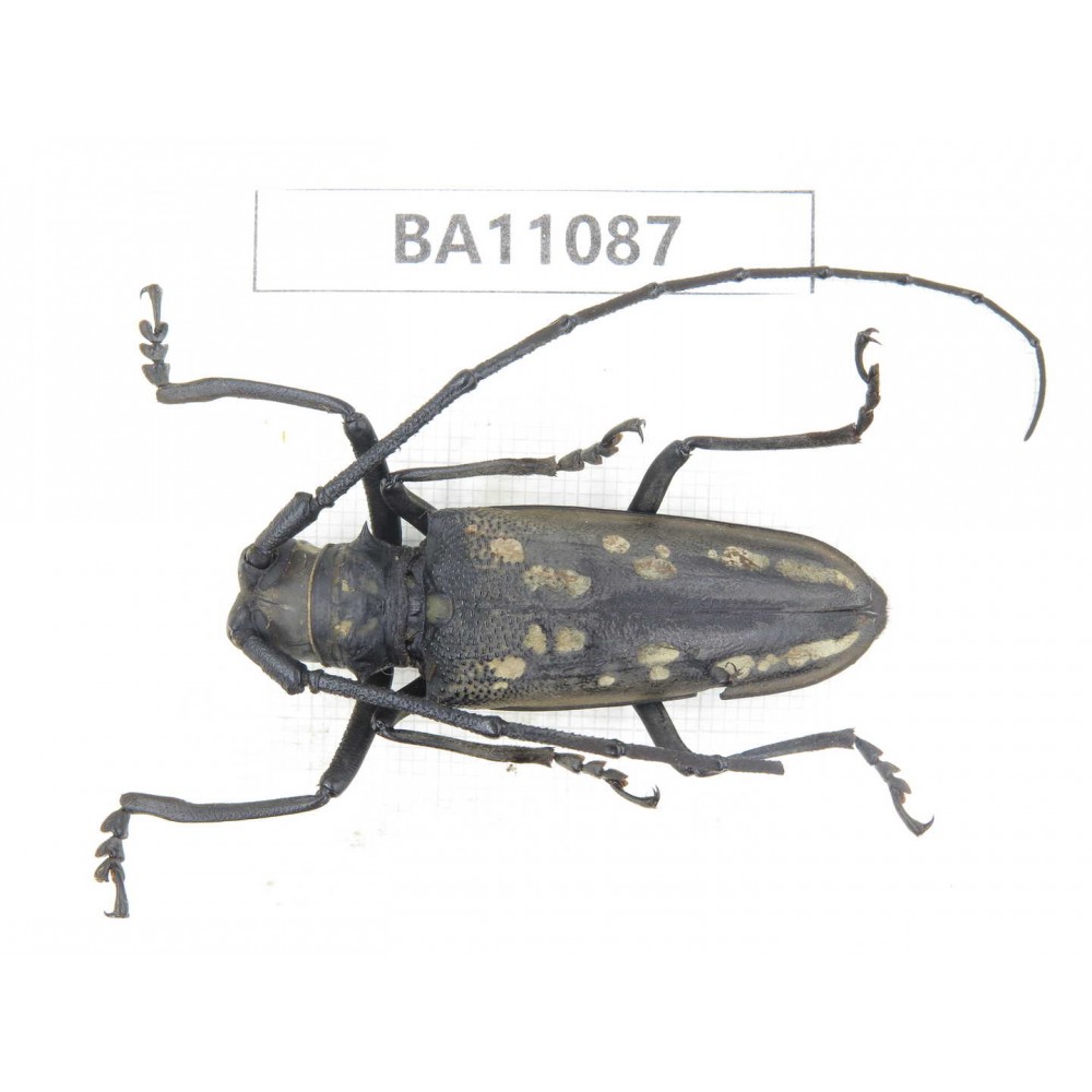 Cerambycidae sp. China, Guizhou, Qiandongnan, Rongjiang county. 1Pcs. BA11087.