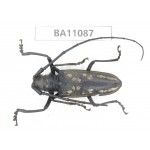 Cerambycidae sp. China, Guizhou, Qiandongnan, Rongjiang county. 1Pcs. BA11087.