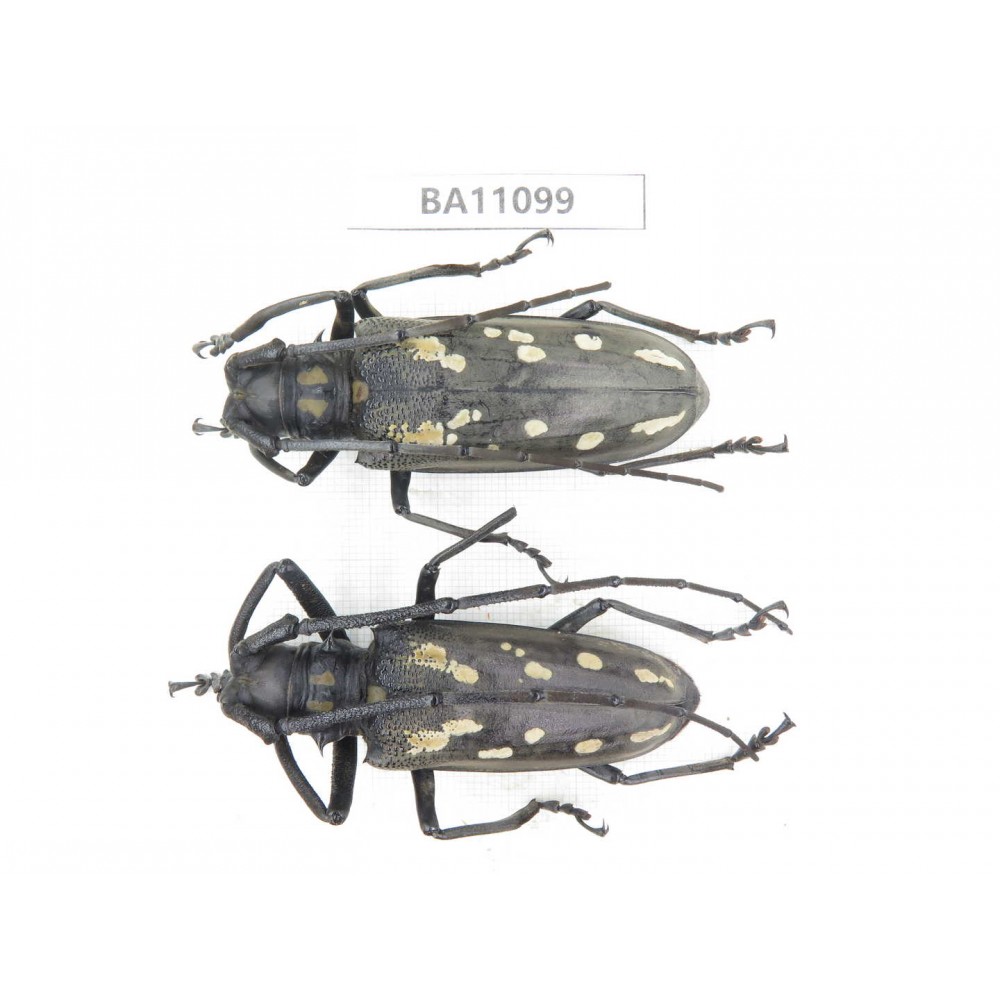 Cerambycidae sp. China, Guizhou, Qiandongnan, Taijiang county. 2Pcs. BA11099.