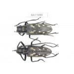 Cerambycidae sp. China, Guizhou, Qiandongnan, Taijiang county. 2Pcs. BA11099.